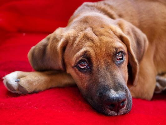 What to do When Your House-Trained Dog Starts Having Accidents in the House