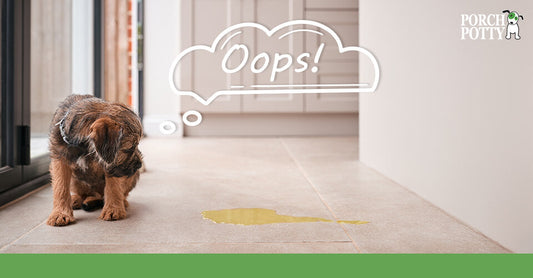 A small brown puppy looks down at a puddle of urine on the floor with a thought bubble that says “Oops!”