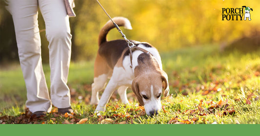 Beagle on a leash sniffing the grass during a walk with a person.