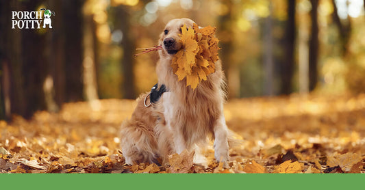 A beautiful Golden Retriever proudly holds a bunch of autumn leaves in its mouth
