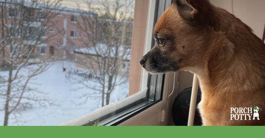 A Chihuahua stares out of a window at the snowy ground outside