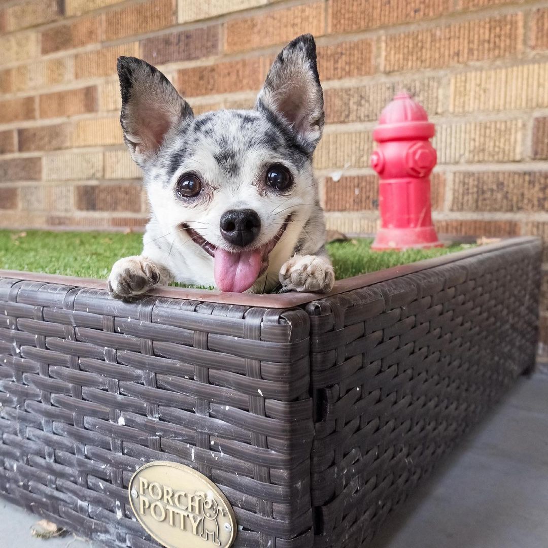 The #1 Selling Grass Litter Box for Dogs - Potty Training Made Easy
– Porch Potty CA