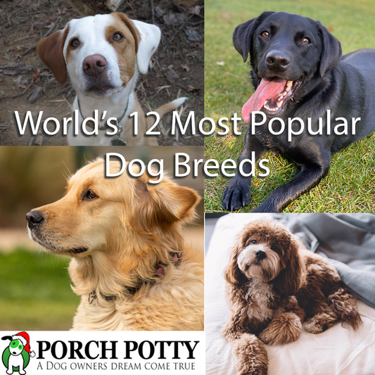 The World’s 12 Most Popular Dog Breeds