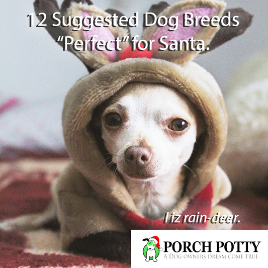 12 Suggested Dog Breeds "Perfect" for Santa
