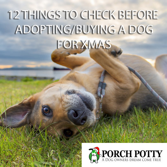 12 THINGS TO CHECK BEFORE ADOPTING/BUYING A DOG FOR XMAS