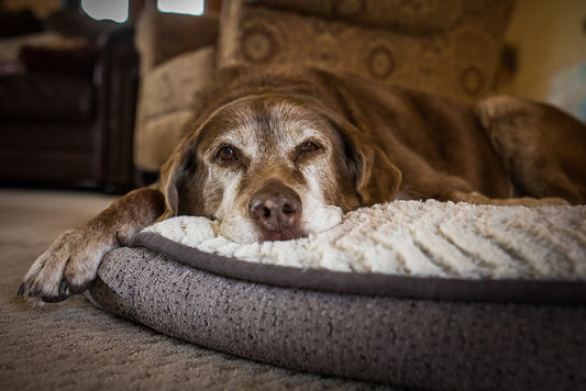 How Can I Support My Aging Dog?