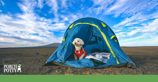 A Maltese puppy hangs out in a blue pop up tent