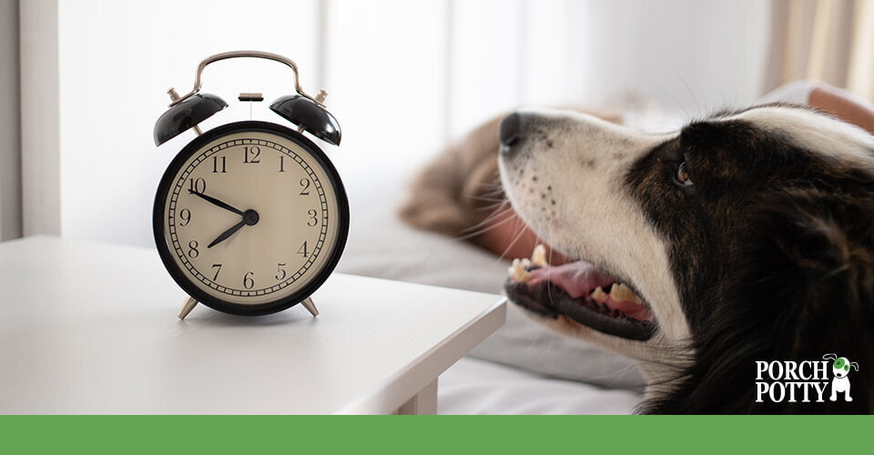 Mastering the Perfect Routine for Your Dog: A Seasonal Guide – Porch ...