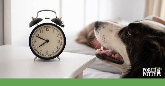 A Border Collie stares at an old-fashioned alarm clock
