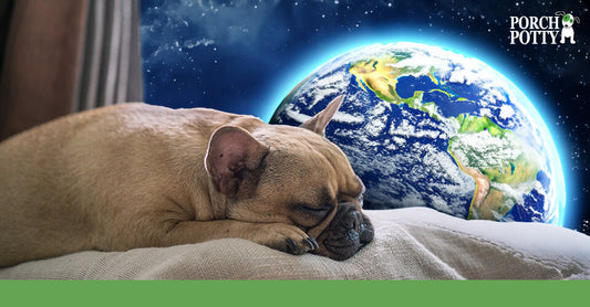 A sweet pug sleeps and dreams of Planet Earth