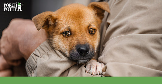 A sweet puppy is held by its owner and comforted during an anxiety attack