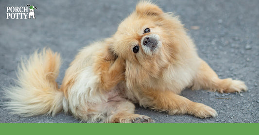A Pekinese takes a moment to scratch its ear