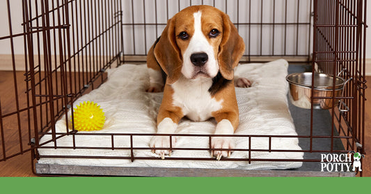 A Beagle puppy lays down on a dog bed in his crate