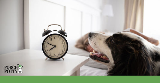 A dog looking at an alarm clock on a bedside table with a person sleeping in the background.