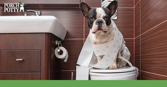 What Causes Diarrhea in Dogs?
