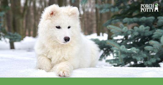 A big white fluffy dog lays down in thick snow