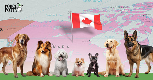 A line of dogs stand before a map of Canada