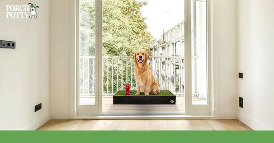 Golden retriever using Porch Potty on apartment balcony for indoor dog potty in Canadian homes