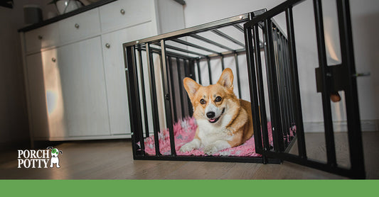 What Are the Benefits of Crate Training My Dog?