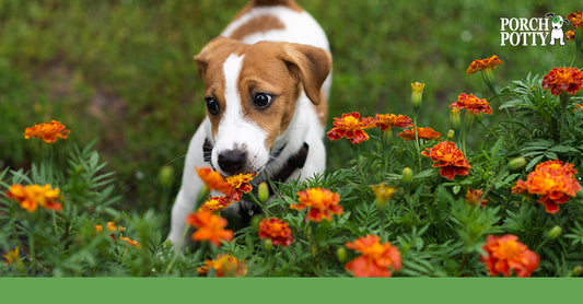 A beagle puppy plays in flowers