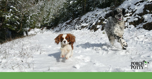 Two fluffy dogs run through the snow