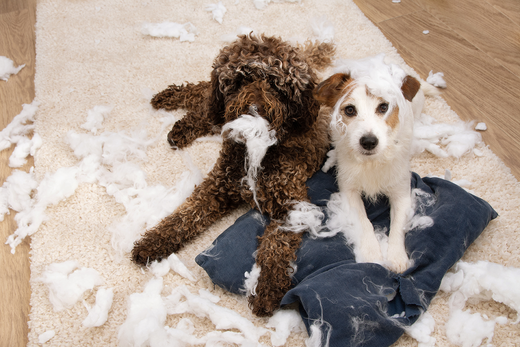 Is your dog experiencing separation anxiety?