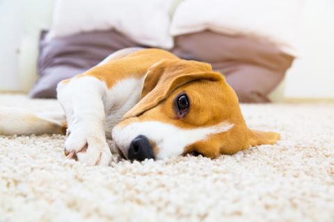 5 chemicals that can kill your dog, found in nearly every home