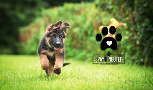 Ask Vet Jenny: To spay or not to spay? (or neuter)