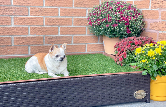 The Best Way to Turn Your Balcony Into the Perfect, Cozy Doggy Haven