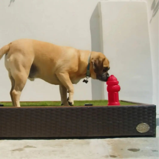 gid://shopify/MediaImage/29375063621710